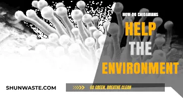 Cnidarians' Vital Role: Supporting Ecosystems and Environmental Balance