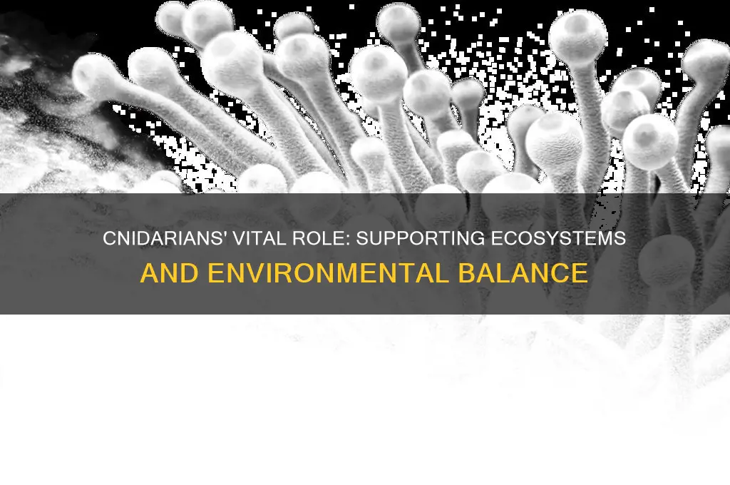 how do cnidarians help the environment