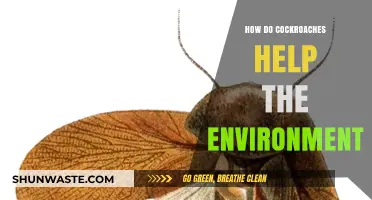 Cockroaches: Unsung Eco-Heroes in Nutrient Cycling and Ecosystem Balance