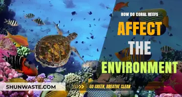 Coral Reefs' Vital Role in Shaping Our Environment and Ecosystems