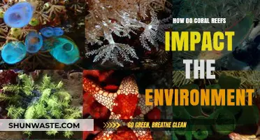 Coral Reefs: Vital Ecosystems Shaping Marine Life and Climate Balance