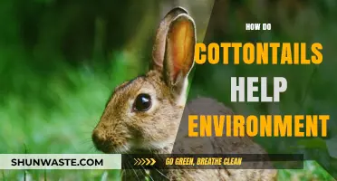 Cottontails' Eco-Impact: How These Rabbits Boost Biodiversity and Soil Health