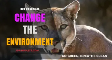 Cougars' Impact: Shaping Ecosystems and Restoring Environmental Balance