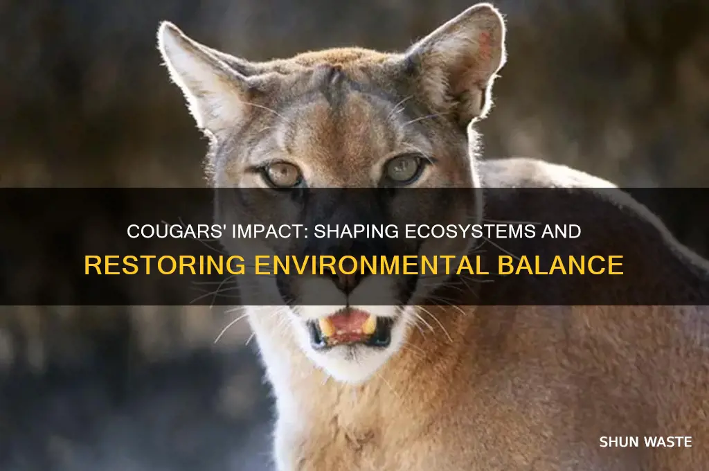 how do cougars change the environment