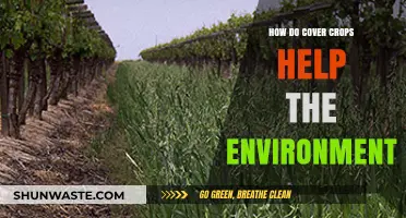 Cover Crops: Boosting Soil Health and Environmental Sustainability Naturally
