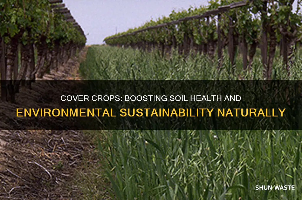 how do cover crops help the environment