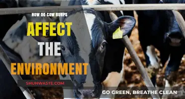 Cow Burps and Climate Change: Unraveling Methane's Environmental Impact