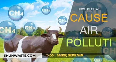 Cows' Poo and Pee: A Major Air Pollution Source