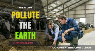 Cows' Impact: Environmental Pollution and Climate Change