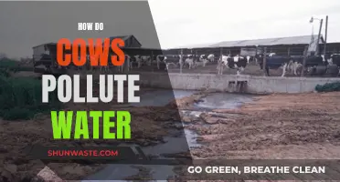 Cows' Impact: Uncovering the Hidden Water Polluters