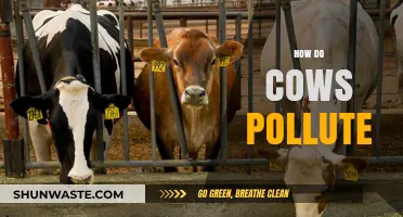 Cows and Climate Change: How They Pollute
