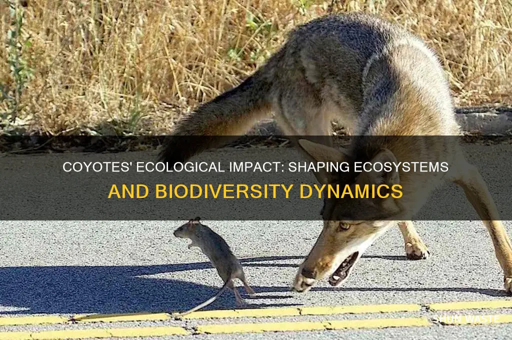 how do coyotes affect the environment