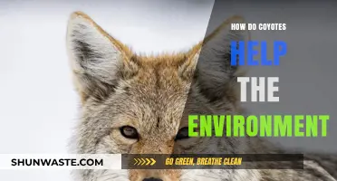 Coyotes' Vital Role: Balancing Ecosystems and Boosting Environmental Health