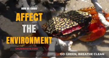 Crabs' Ecological Impact: Shaping Coastal Ecosystems and Biodiversity