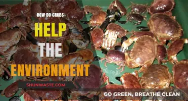 Crabs' Vital Role in Maintaining Healthy Coastal Ecosystems