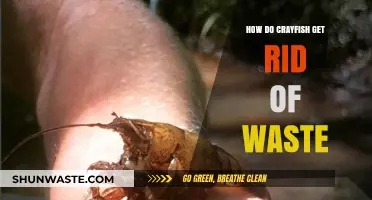 Crayfish Waste Management: How These Crustaceans Eliminate Toxins Efficiently