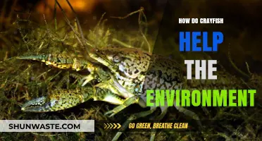 Crayfish: Unsung Heroes in Maintaining Healthy Aquatic Ecosystems