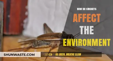 Crickets' Environmental Impact: Benefits, Challenges, and Ecosystem Roles Explained