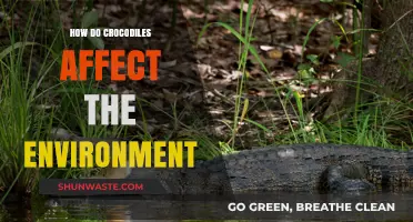 Crocodiles' Ecological Impact: Shaping Wetlands and Balancing Ecosystems