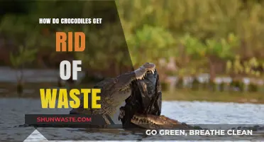 Crocodile Waste Disposal: Unveiling Their Unique Elimination Process