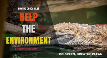 Crocodiles' Vital Role in Maintaining Healthy Ecosystems and Biodiversity