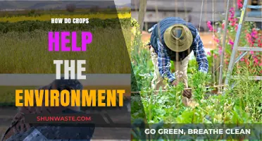 Crops' Environmental Impact: Sustainable Farming for a Greener Future