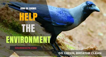 Crows: Unsung Heroes in Maintaining Ecological Balance and Biodiversity