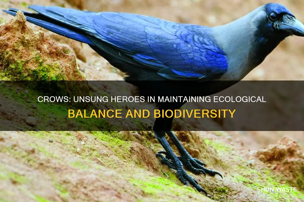 how do crows help the environment
