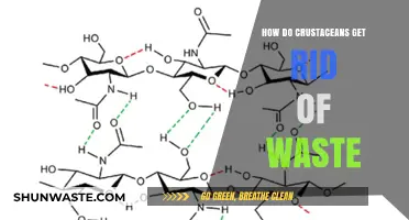 Crustacean Waste Disposal: Unveiling Their Unique Excretion Mechanisms