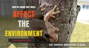Cuban Tree Frogs: Environmental Impact and Ecosystem Disruption Explained