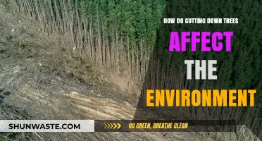 Deforestation's Impact: How Cutting Down Trees Harms Our Environment