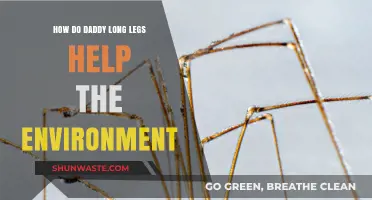 Daddy Long Legs: Unsung Heroes in Ecosystem Balance and Pest Control