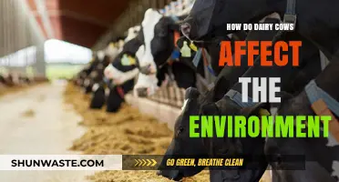 Dairy Cows' Environmental Impact: Climate, Land Use, and Sustainability Explained