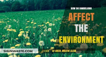 Dandelions' Environmental Impact: Benefits, Drawbacks, and Ecological Role Explained