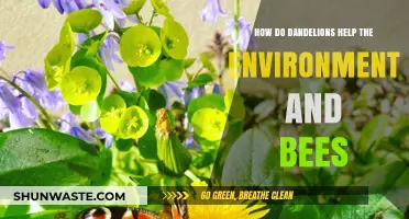 Dandelions: Unsung Heroes for Bees and Environmental Health