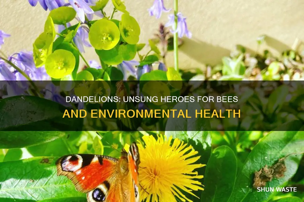 how do dandelions help the environment and bees