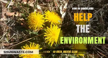 Dandelions' Eco-Friendly Impact: Uncovering Their Environmental Benefits and Uses