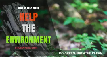 Dead Trees: Unseen Heroes in Sustaining Our Ecosystem's Health