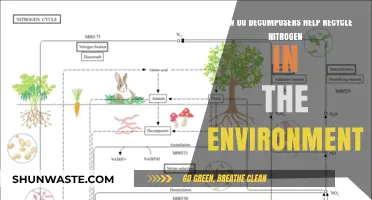 Decomposers' Role in Recycling Nitrogen: Sustaining Ecosystem Balance