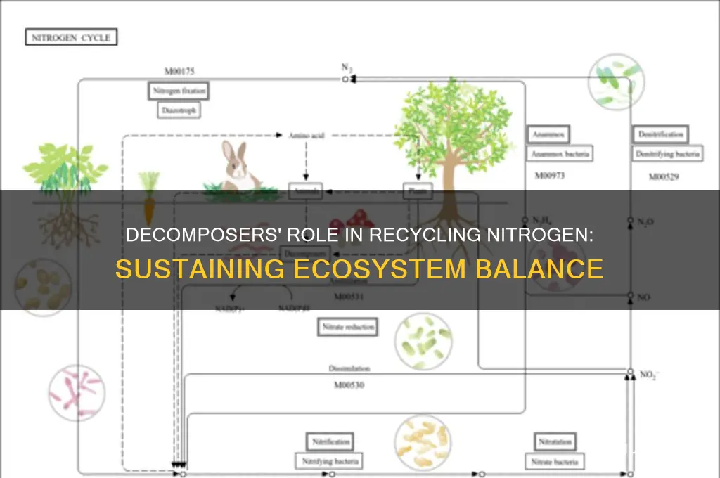how do decomposers help recycle nitrogen in the environment