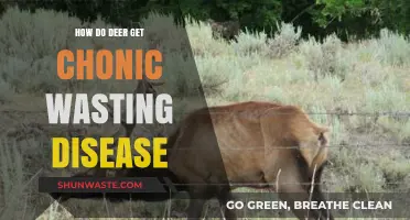 Understanding Chronic Wasting Disease: How Deer Contract This Fatal Illness