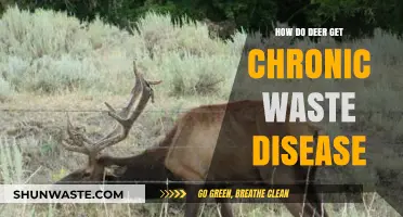 Understanding Chronic Wasting Disease: Causes and Transmission in Deer Populations