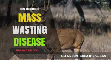 Understanding Mass Wasting Disease in Deer: Causes, Symptoms, and Prevention