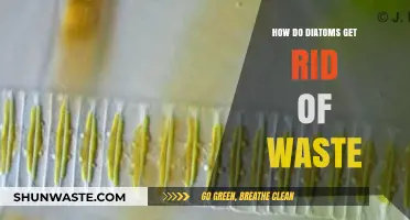 Diatoms' Waste Management: Unveiling Their Unique Detoxification Strategies