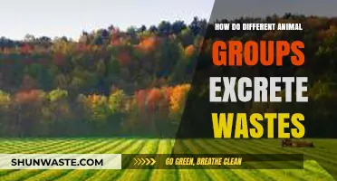 Exploring Diverse Waste Excretion Methods Across Animal Groups