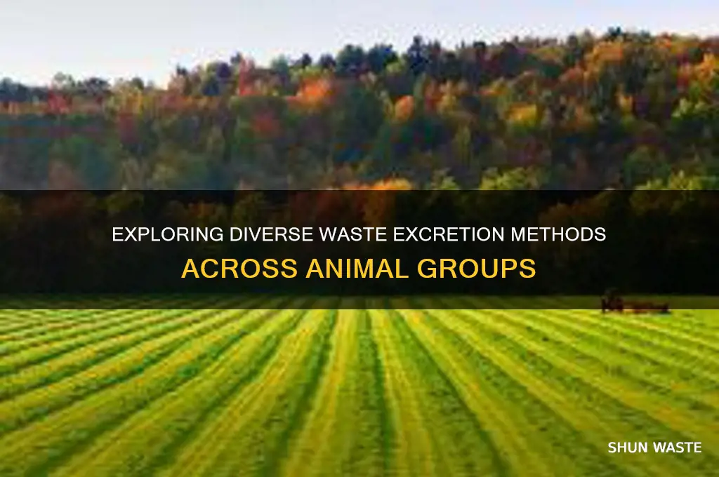 how do different animal groups excrete wastes