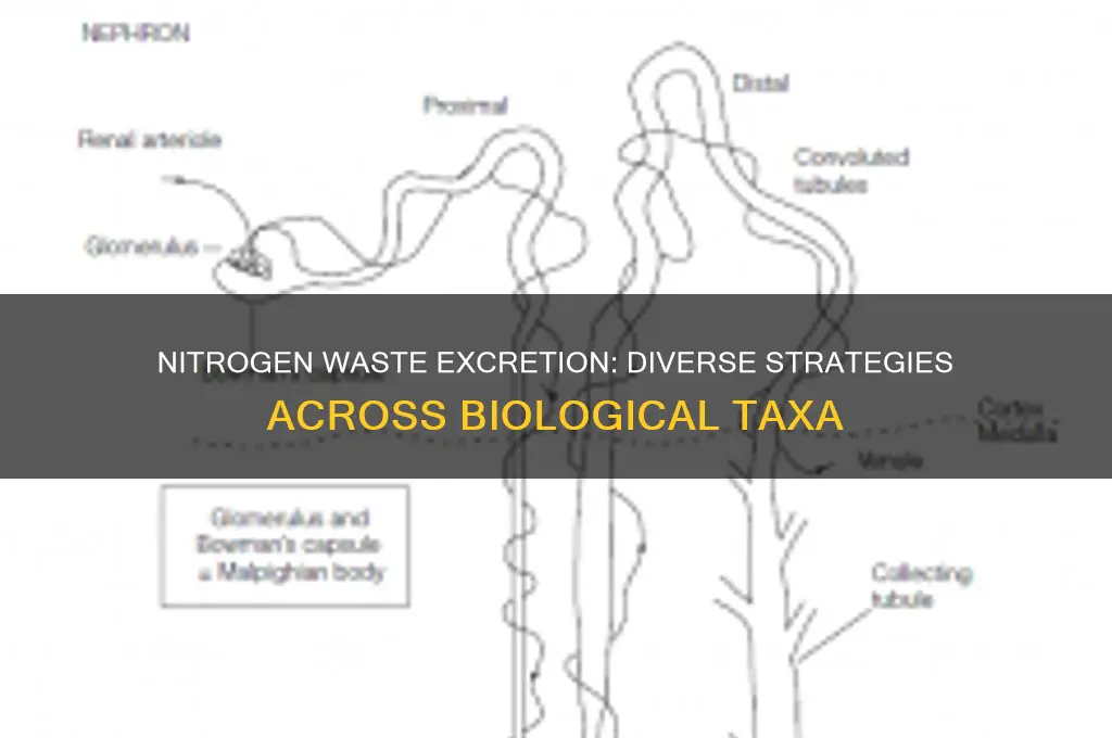 how do different taxa excrete nitrogenous wastes