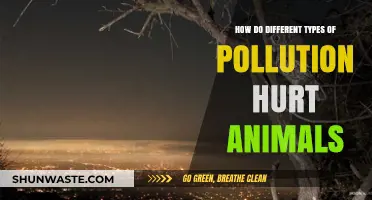 Pollution's Impact: How Animals Suffer From Human Negligence