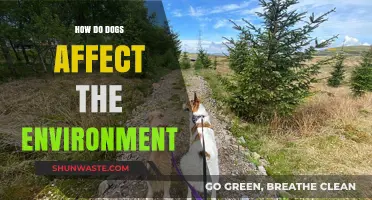 Dogs' Environmental Impact: Exploring Their Ecological Pawprint and Sustainability