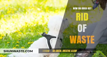 Understanding How Dogs Eliminate Waste: A Guide for Pet Owners